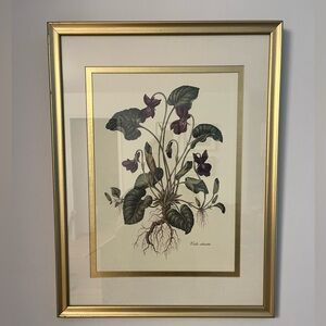 Vintage Botanical print- Voilet Viola Adorata with Gold Frame